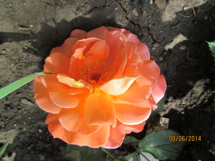 IMG_1481 - TRANDAFIRI 2014