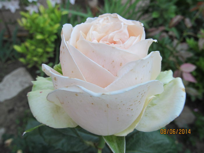 IMG_1469 - TRANDAFIRI 2014