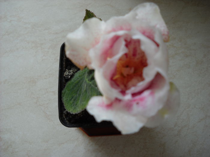 Milye venus 20 .06.014 - 1GLOXINIA -2014