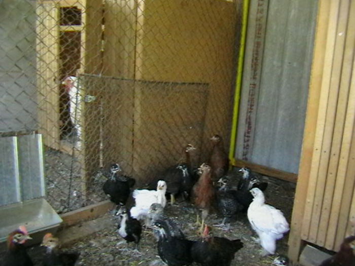 IMGA0690 - PUI  DE  GAINA