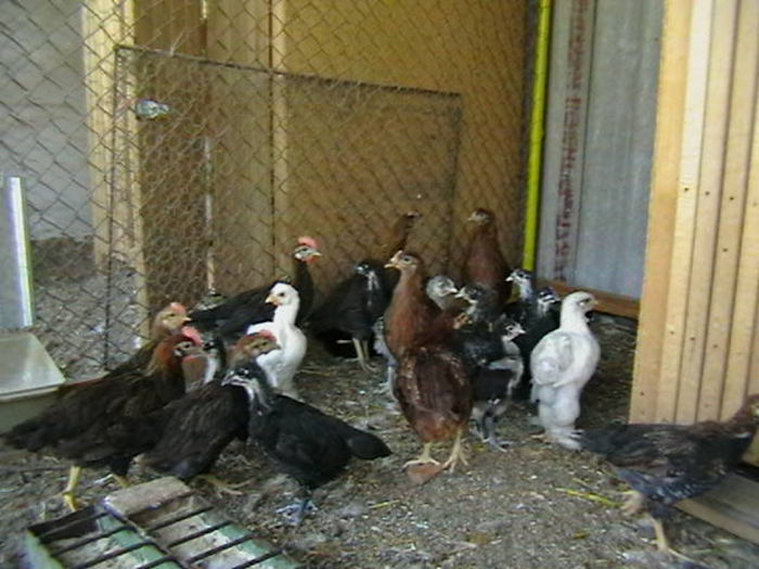 IMGA0692 - PUI  DE  GAINA