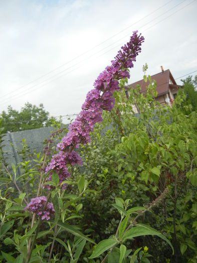 Buddleja davidii Purple (2013, Jun.26) Buddleja davidii Purple (2013, Jun.26)