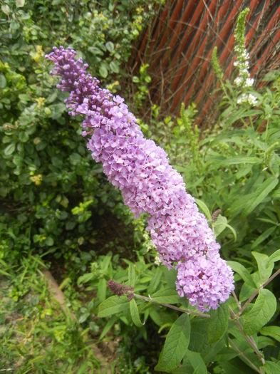 Buddleja davidii Purple (2013, Jun.26) Buddleja davidii Purple (2013, Jun.26)
