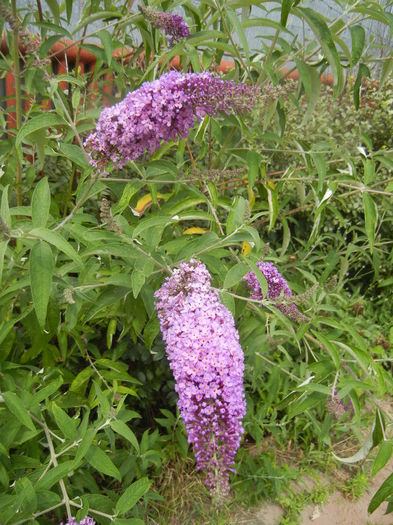 Buddleja davidii Purple (2013, Jun.26) Buddleja davidii Purple (2013, Jun.26)
