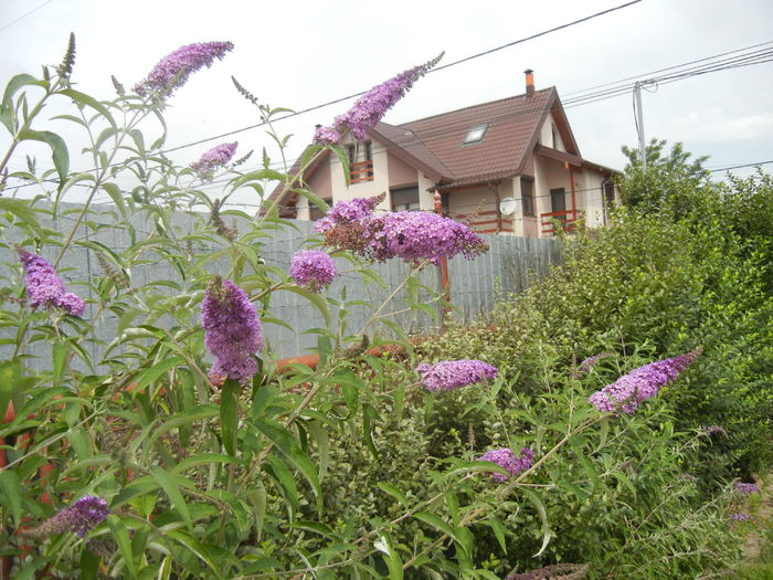 Buddleja davidii Purple (2013, Jun.26) Buddleja davidii Purple (2013, Jun.26)