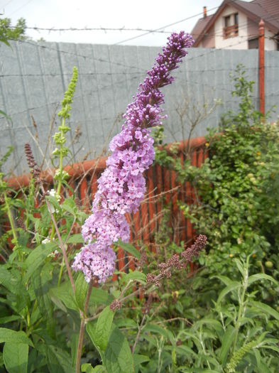 Buddleja davidii Purple (2013, Jun.26) Buddleja davidii Purple (2013, Jun.26)