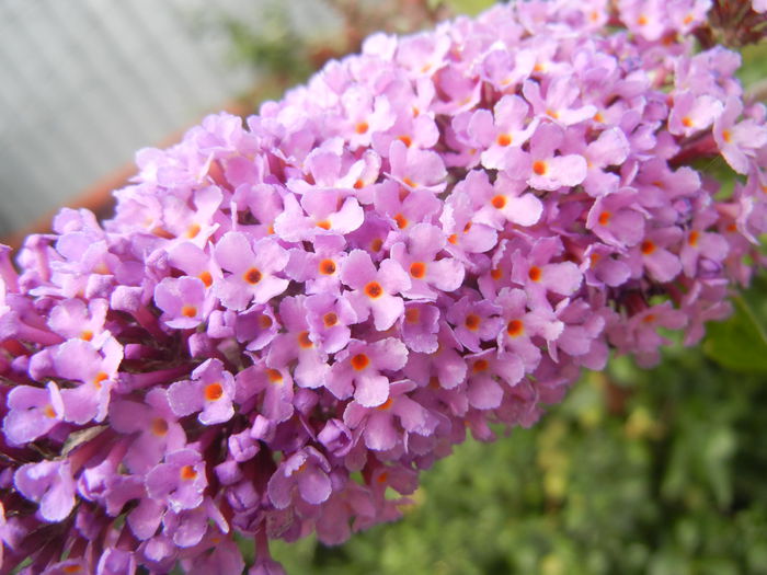 Buddleja davidii Purple (2013, Jun.26) Buddleja davidii Purple (2013, Jun.26)