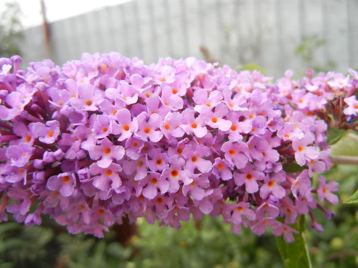 Buddleja davidii Purple (2013, Jun.26) - Buddleja Purple
