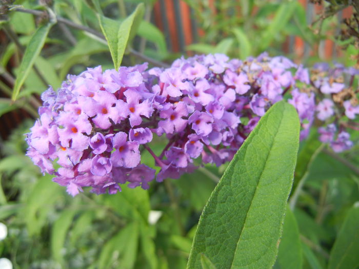 Buddleja davidii Purple (2013, Jul.10) Buddleja davidii Purple (2013, Jul.10)