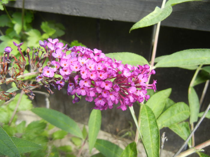 Buddleja Border Beauty (2013, Jul.10)