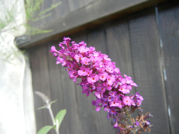 Buddleja Border Beauty (2013, Jul.10)