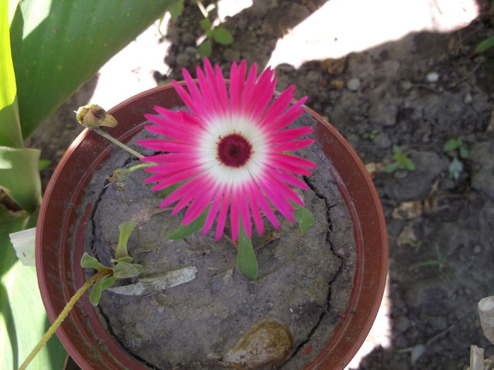 floare de cristal - Flori 2014 Vara si toamna