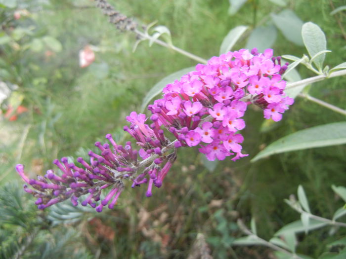 Buddleja Border Beauty (2013, Jul.26) - Buddleja Border Beauty