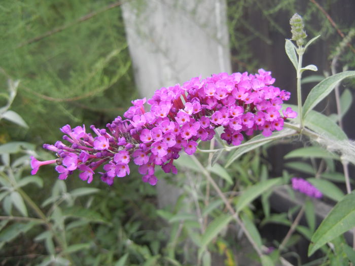 Buddleja Border Beauty (2013, Jul.26) - Buddleja Border Beauty