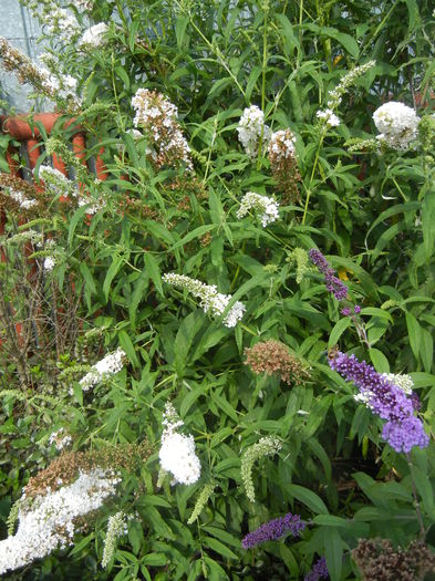 Buddleja Purple & White (2013, Jul.10) - Liliac vara_Buddleja davidii