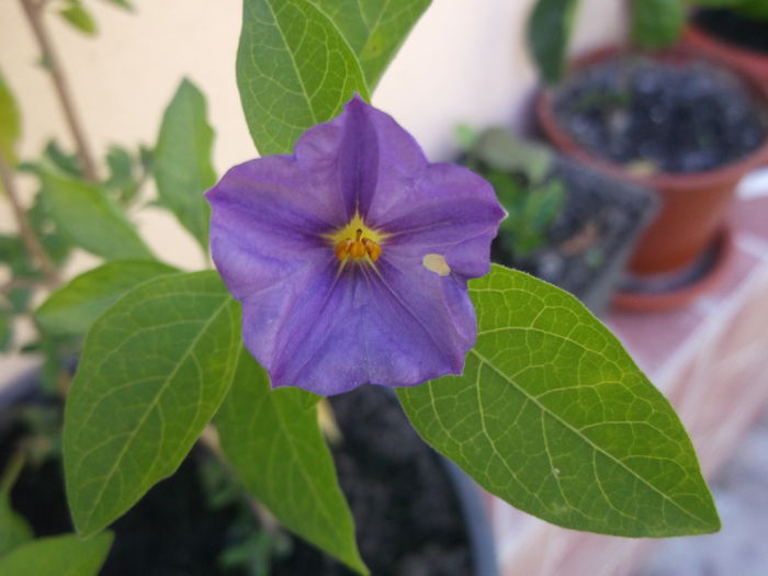 gentiana - Flori 2014 Vara si toamna