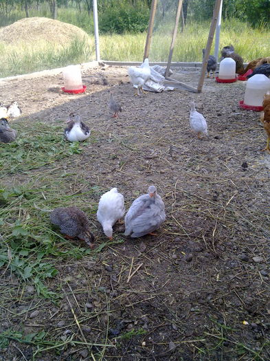 bibilici 003 - cotetul si pasarile ce se adapostesc in el