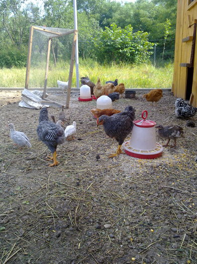 bibilici 004 - cotetul si pasarile ce se adapostesc in el