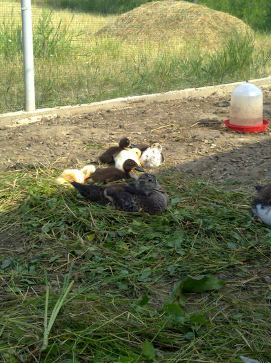 ratuste - cotetul si pasarile ce se adapostesc in el