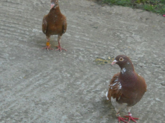 NE DAI CEVA FLOAREA SOARELUI ?