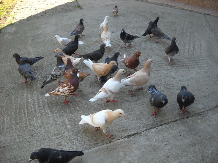 SE TERMINA MAI REPEDE !!!!