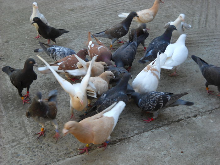 E BUN ASA TATAIE....