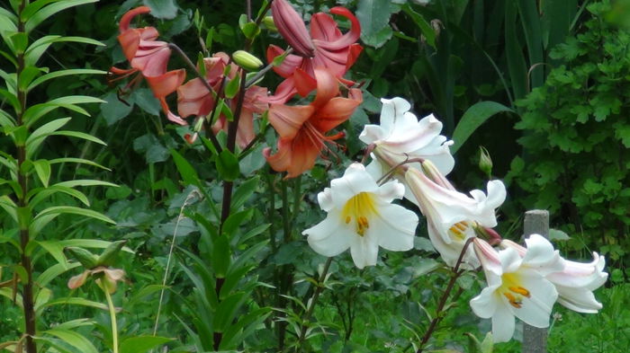 DSC02668