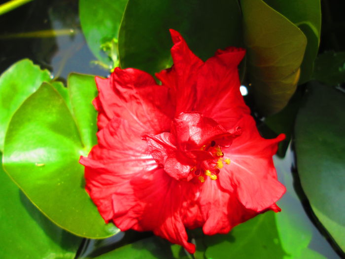 IMG_0718 - IUNIE 2014