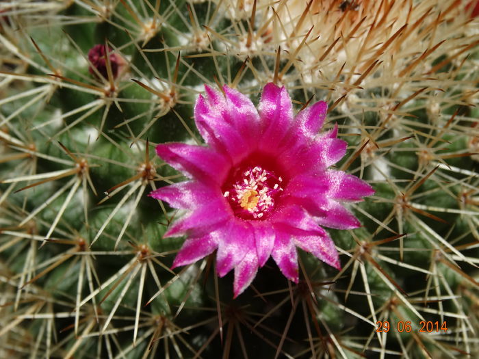 DSC05543 - Cactusi  si suculente 2014