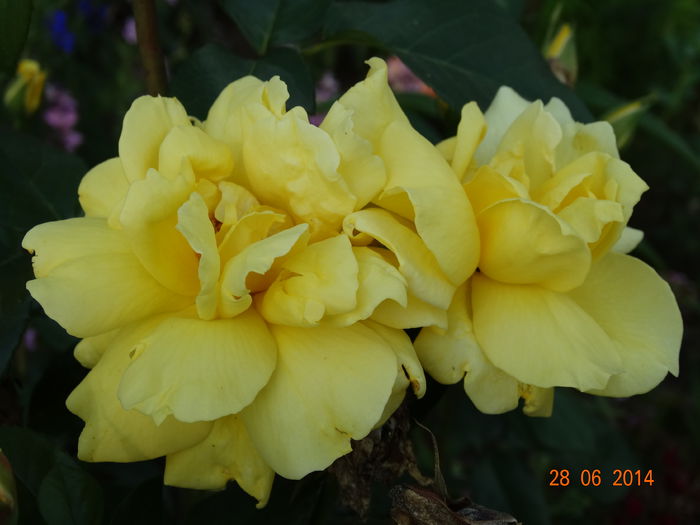 DSC05511