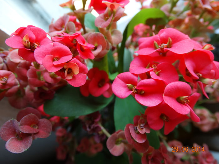 DSC05656 - Plante in ghiveci 2014