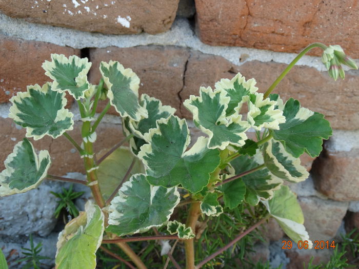DSC05644 - Plante in ghiveci 2014