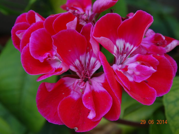 DSC05641 - Plante in ghiveci 2014