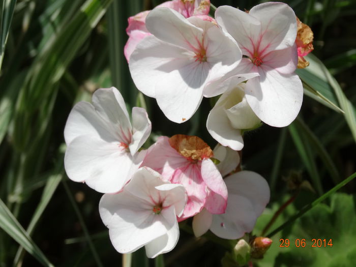 DSC05552 - Plante in ghiveci 2014