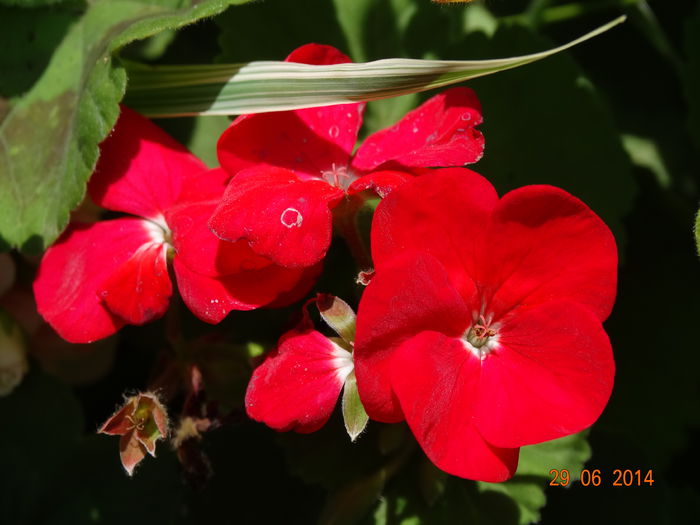 DSC05550 - Plante in ghiveci 2014