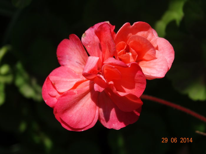 DSC05549 - Plante in ghiveci 2014