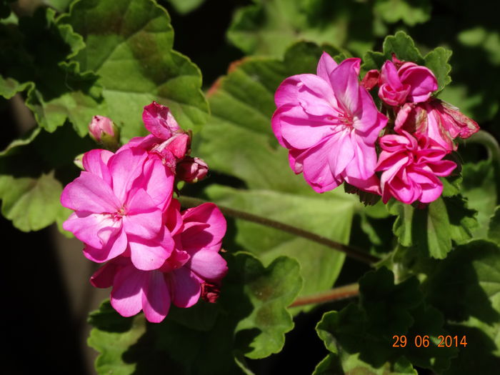 DSC05547 - Plante in ghiveci 2014