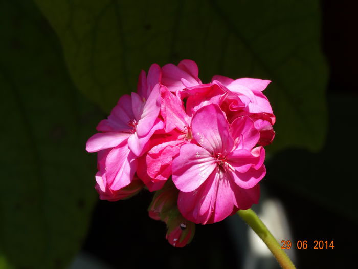 DSC05546 - Plante in ghiveci 2014