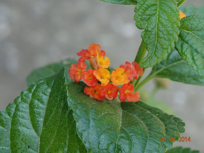 DSC05640 - Plante in ghiveci 2014