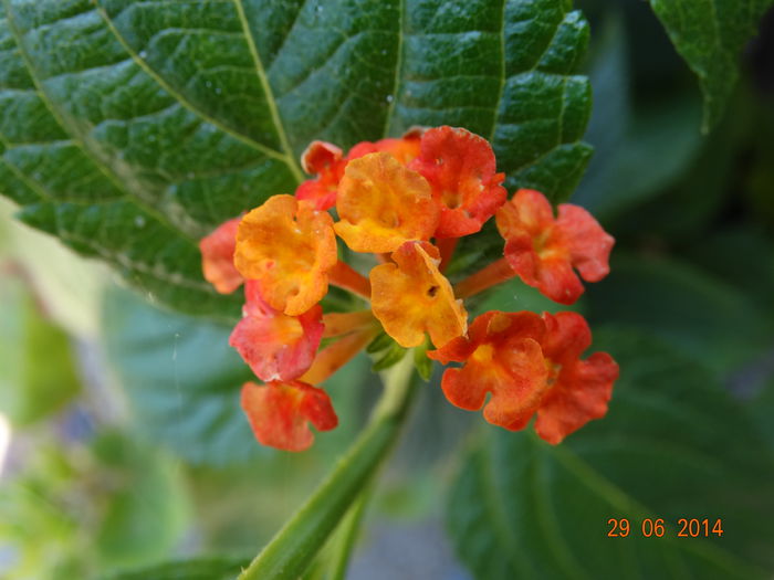 DSC05574 - Plante in ghiveci 2014