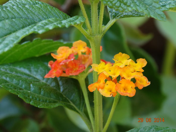 DSC05571 - Plante in ghiveci 2014