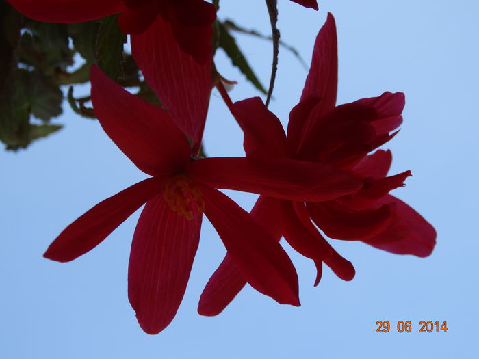 DSC05580 - Plante in ghiveci 2014