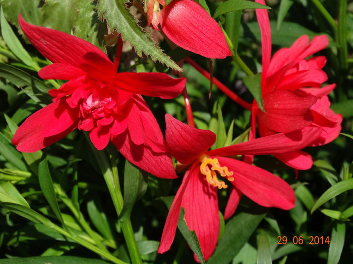 DSC05587 - Plante in ghiveci 2014