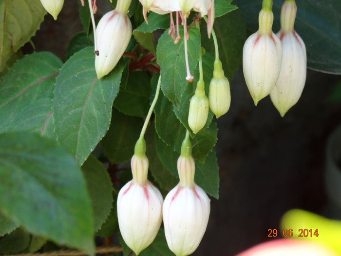 DSC05569 - Plante in ghiveci 2014