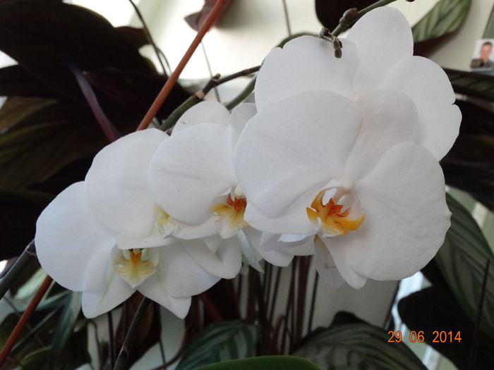 DSC05579 - Plante in ghiveci 2014