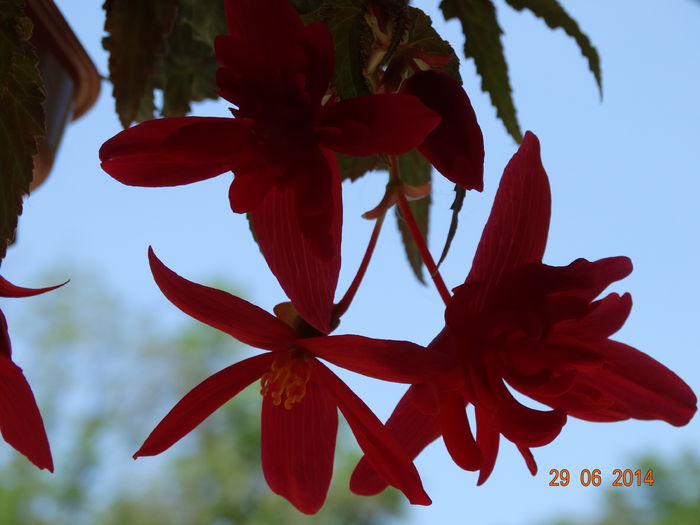 DSC05584 - Plante in ghiveci 2014