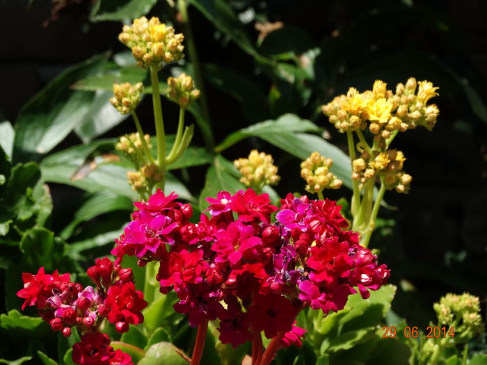 DSC05557 - Plante in ghiveci 2014
