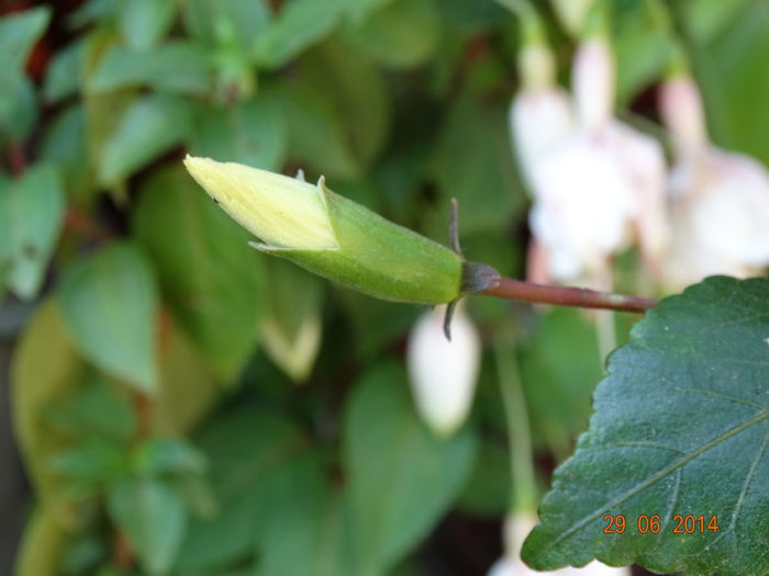 DSC05643 - Plante in ghiveci 2014