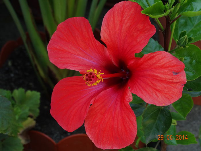 DSC05639 - Plante in ghiveci 2014