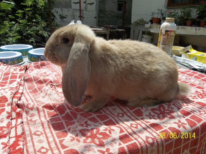 100_5579 - F4 ANIELA IZABEL DIN 8_03_2014 S-A VANDUT